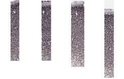 Density image thumbnail for area A45